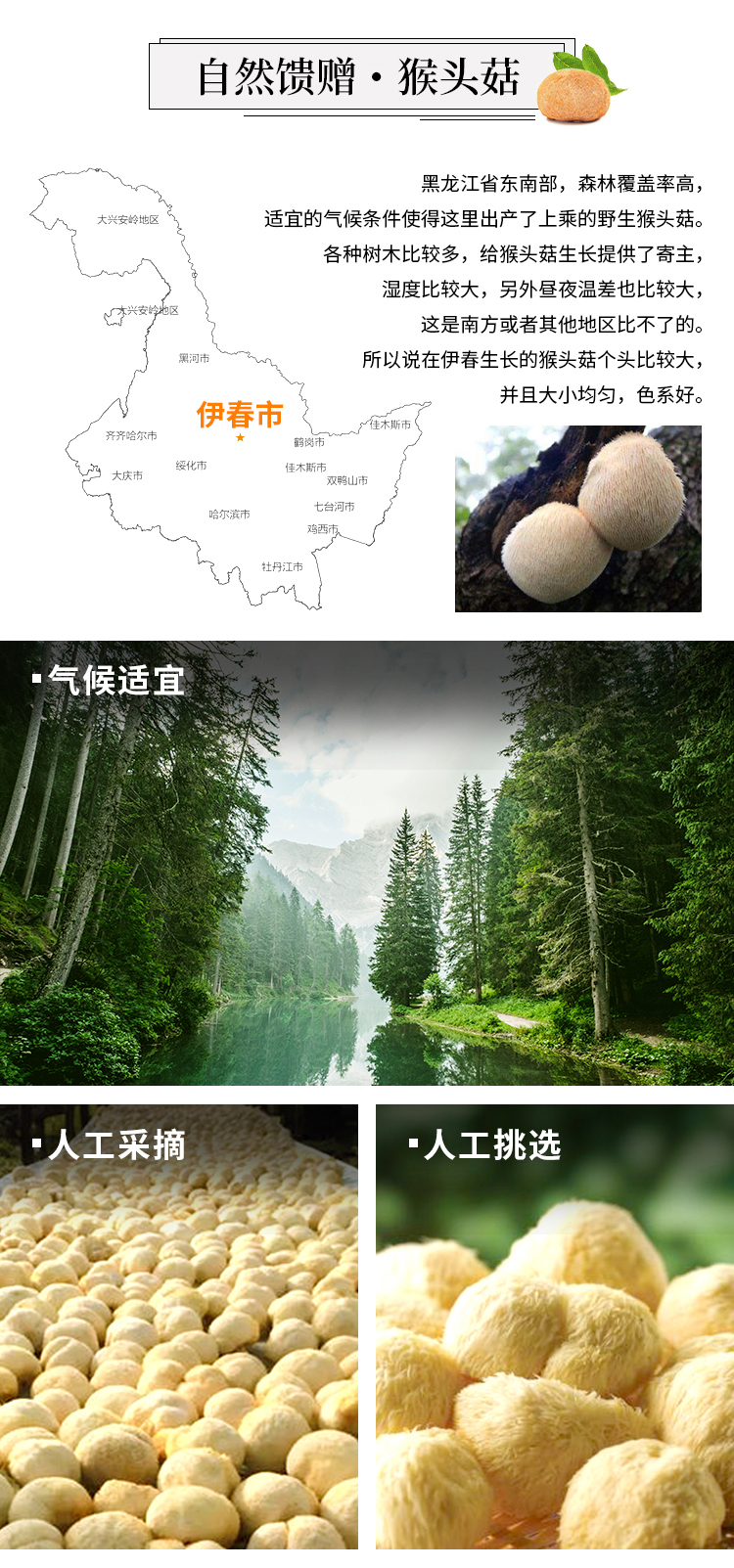  猴头蘑 伊春乐鱼官网app特产品有限责任公司 伊春松子