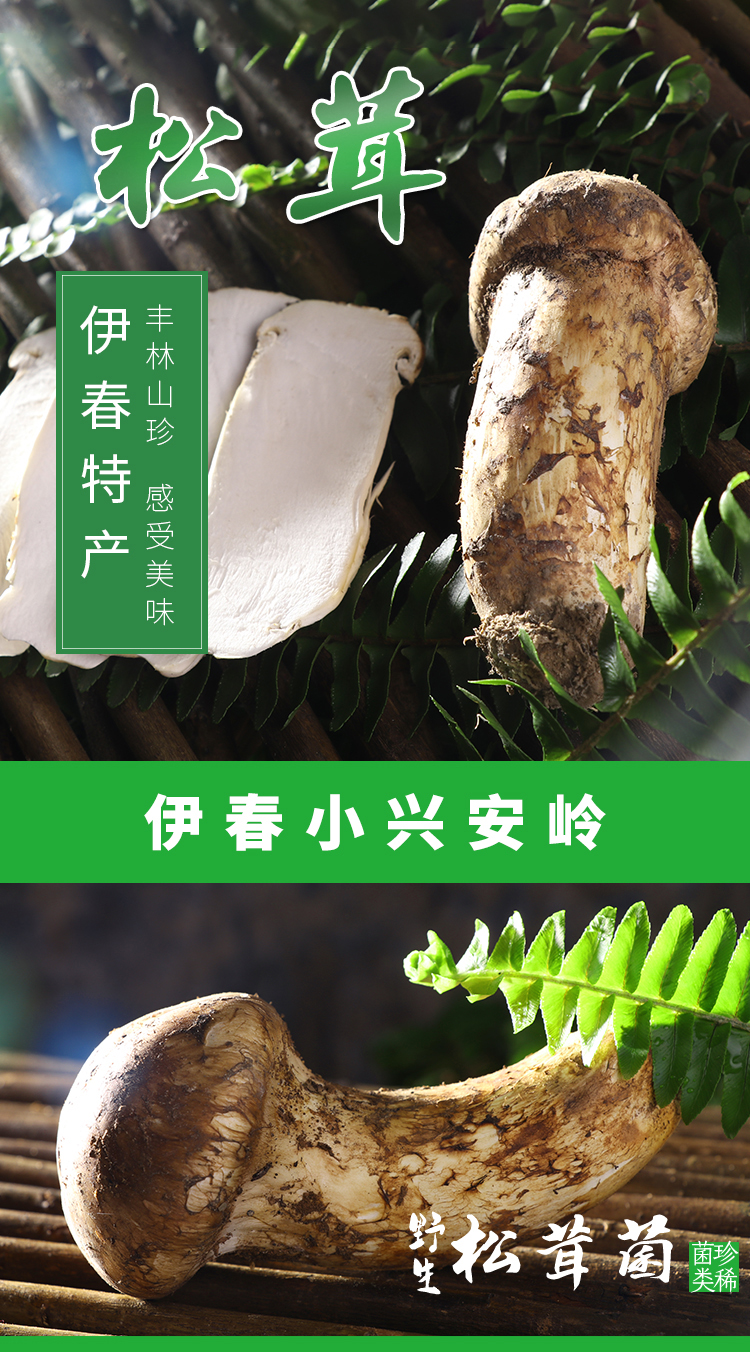  松茸 伊春乐鱼官网app特产品有限责任公司 伊春松子