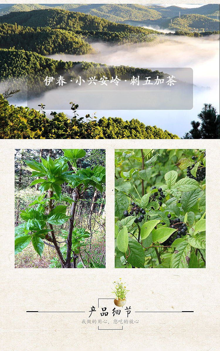  刺五加茶 伊春乐鱼官网app特产品有限责任公司 伊春蓝莓