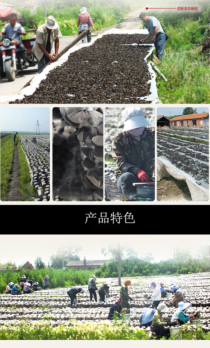  秋木耳 伊春乐鱼官网app特产品有限责任公司 伊春蓝莓